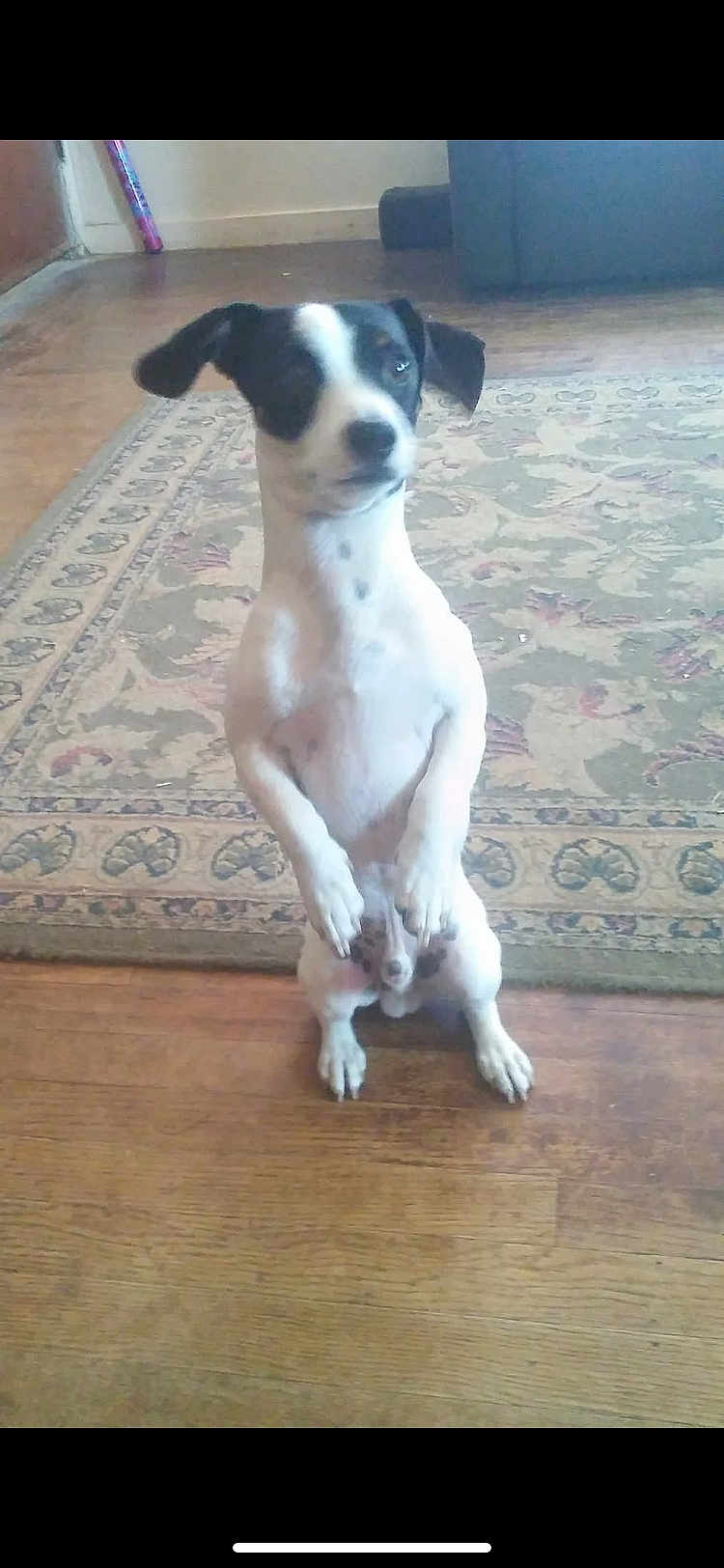Tatie Tot is registered to the contest to win money with this photo: animal, black_and_white, canine, companion, curious, cute, dog, domestic, ears, floor, front_legs_up, home, indoor, looking, pet, portrait, rug, small_dog, standing, wooden_floor