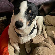 Tatie Tot is registered to the contest to win money with this photo: dog, pet, bed, plush_toy, black_and_white, ears, curious, indoor, cozy, blanket, collar, canine, fur, paw, looking_up, soft, stuffed_animal, resting, animal, domestic