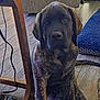Honda is registered to the contest to win money with this photo: dog, brindle, indoor, wooden_table, floor, cushion, pet, animal, canine, tail, curious, sitting, brown, black, ears, face, eyes, home, furniture, quiet