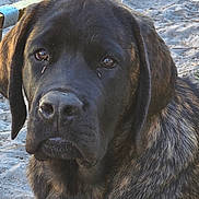 Honda joined the competition — help win amazing prizes! dog, brindle_coat, close_up, outdoor, sand, grass, pet, animal, canine, ears, face, fur, brown, black, portrait, sitting, looking, nature, daylight, quiet