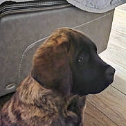 Honda joined the competition — help win amazing prizes! puppy, dog, brindle, indoor, leather_couch, floor, wood_floor, pet, side_profile, young_dog, animal, canine, fur, domestic_animal, sitting, looking_away, close_up, natural_light, household, companion