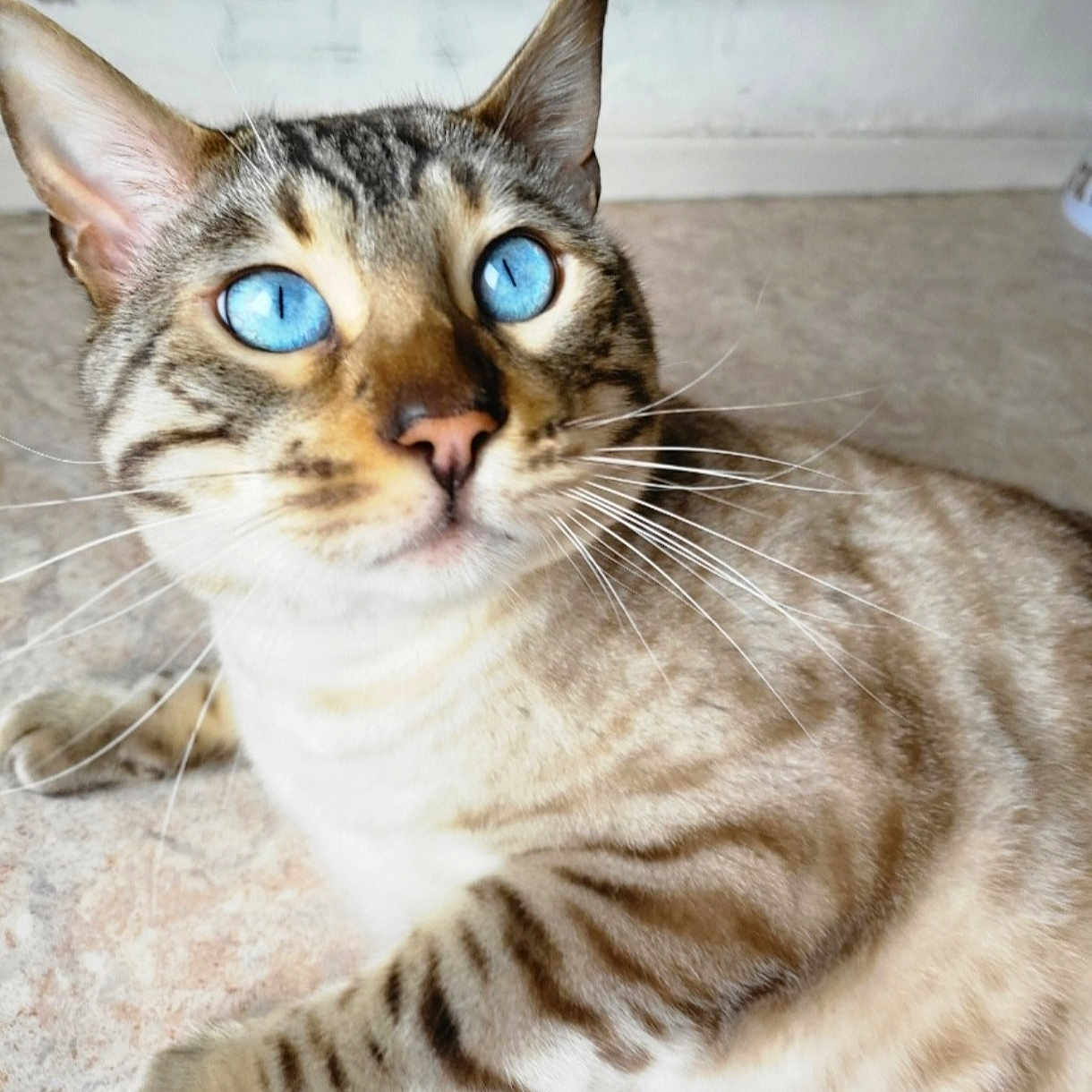 Rio participe au concours pour gagner de l'argent avec cette photo : abyssinian, animal, cat, egyptiancat, kitten, manx, pet, siamese