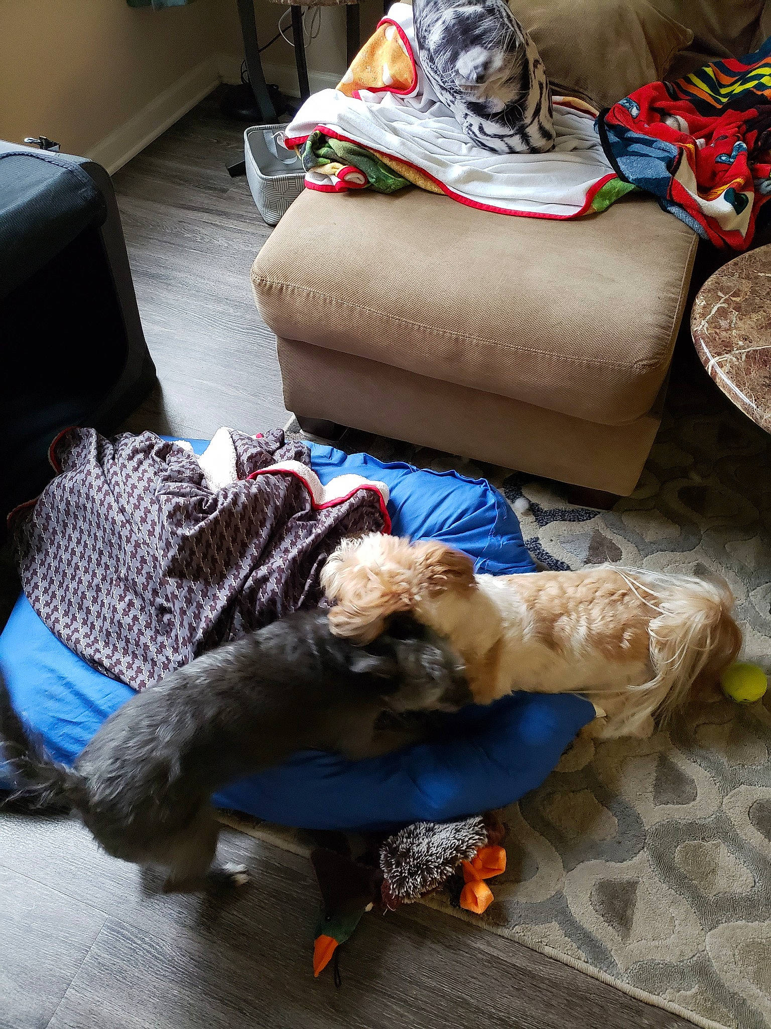 Rascal is registered to the contest to win money with this photo: canidae, carnivore, dachshund, dog, dog_breed, nap, sporting_group