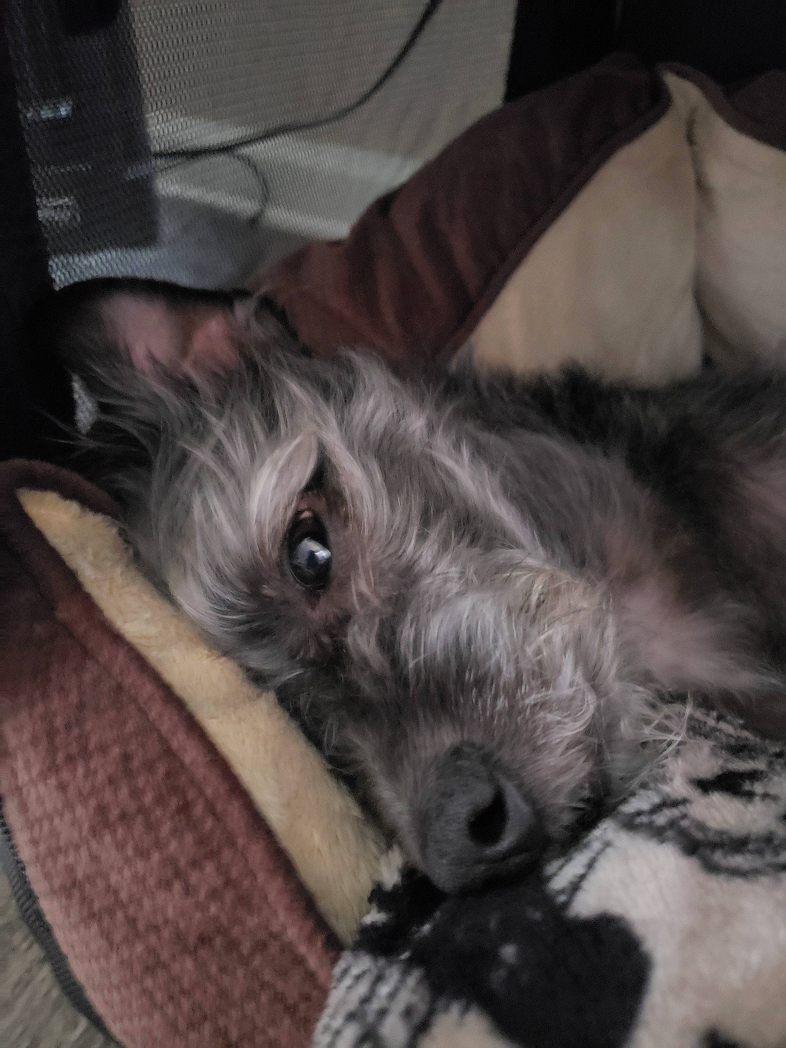 Rascal is registered to the contest to win money with this photo: cairn_terrier, canidae, carnivore, dog, dog_breed, ear, irish_wolfhound, lurcher, mammal, miniature_schnauzer, nap, puppy, schnauzer, scottish_deerhound, terrier