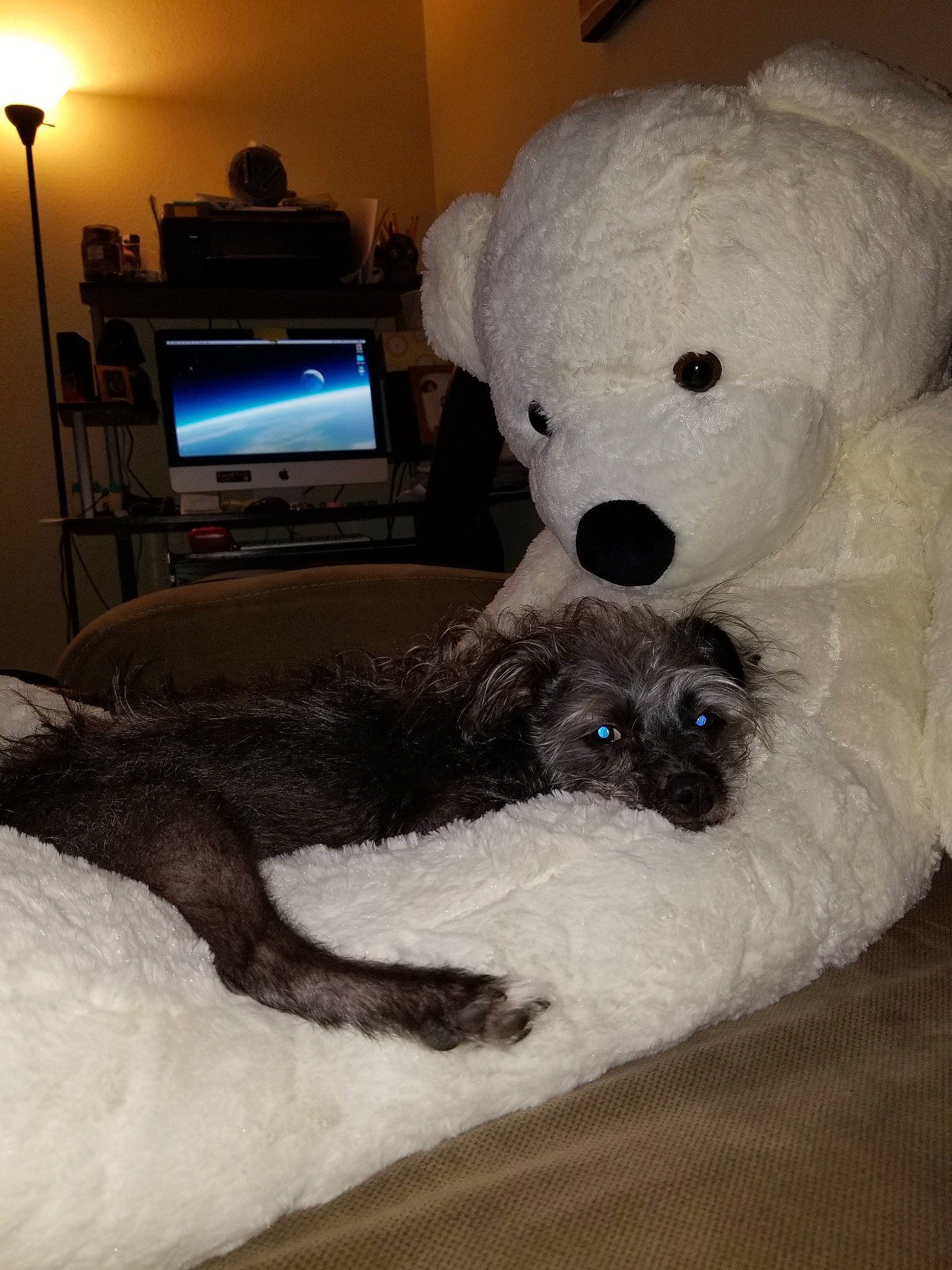 Rascal joined the competition — help win amazing prizes! bichon, canidae, carnivore, companion_dog, dog, dog_breed, fur, labradoodle, lagotto_romagnolo, non_sporting_group, plush, puppy, room, sporting_group, stuffed_toy, teddy_bear, toy, toy_dog