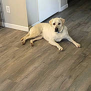 Kingston is registered to the contest to win money with this photo: animal, canine, collar, dog, domestic, door, floor, flooring, home, house, indoor, labrador, laying_down, looking, mammal, pet, resting, wall, wood_floor, yellow_labrador