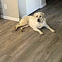 animal, canine, collar, dog, domestic, door, floor, flooring, home, house, indoor, labrador, laying_down, looking, mammal, pet, resting, wall, wood_floor, yellow_labrador