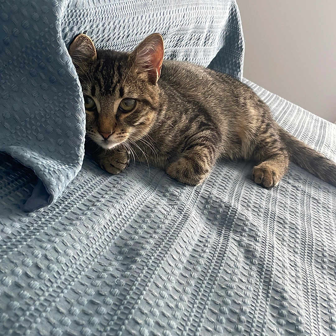 Zeus is registered to the contest to win money with this photo: animal, bed, blanket, cat, comfort, curious, ears, feline, fur, indoor, light, paw, pet, relaxing, resting, shadow, striped, tabby_cat, textured_fabric, whiskers