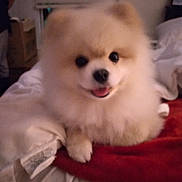 Cody Bear is registered to the contest to win money with this photo: animal, bed, blanket, canine, companion, cozy, cute, dog, domestic_animal, fluffy, fur, furniture, happy, indoor, pet, pomeranian, resting, small_dog, smiling, warm