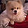 Cody Bear