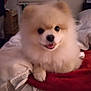 animal, bed, blanket, canine, companion, cozy, cute, dog, domestic_animal, fluffy, fur, furniture, happy, indoor, pet, pomeranian, resting, small_dog, smiling, warm