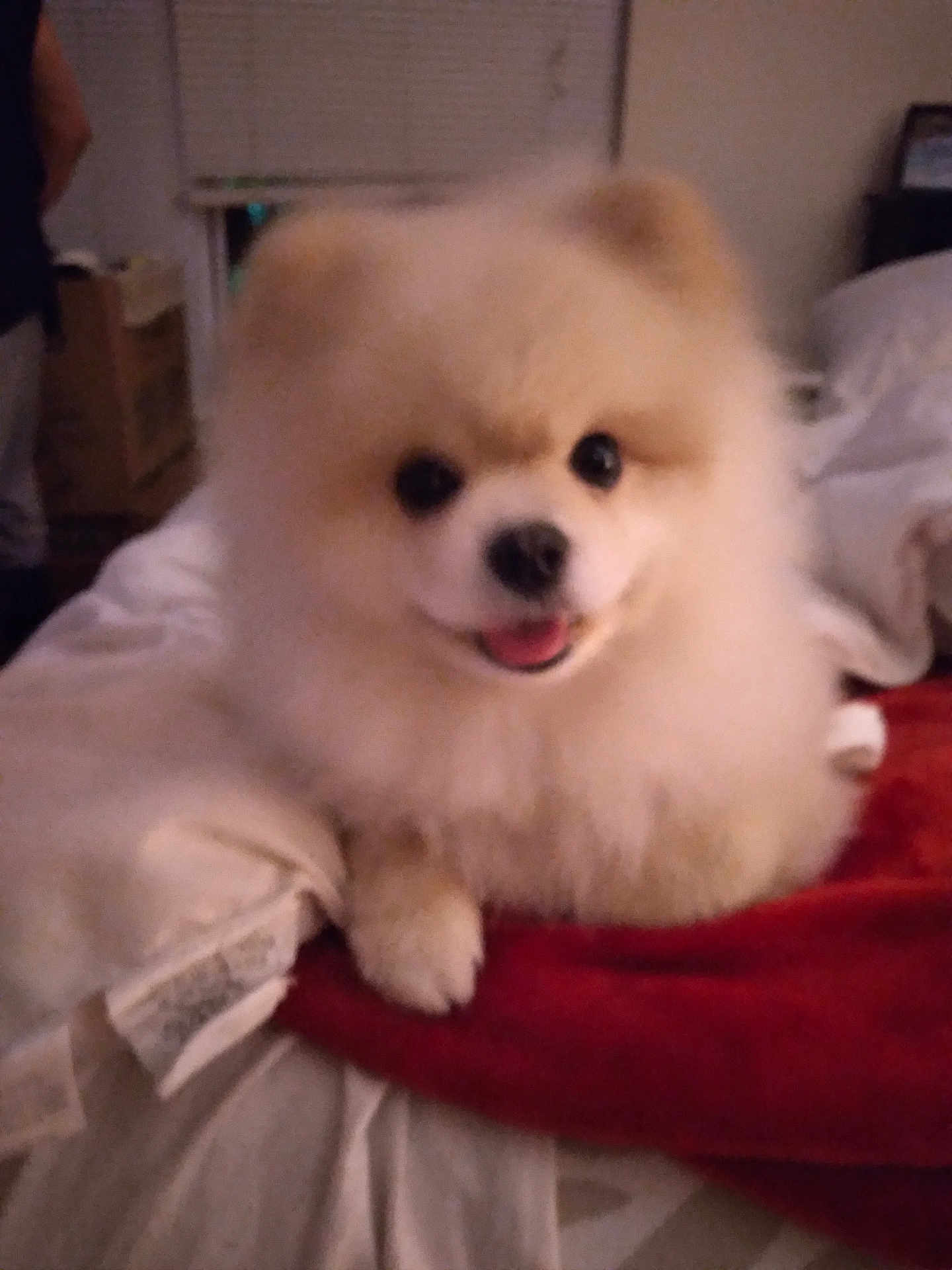 Cody Bear
