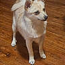 dog, canine, pet, animal, fur, ears, floor, wooden_floor, indoor, standing, looking_away, table, plate, household, domestic, small_dog, light_fur, alert, four_legs, tail