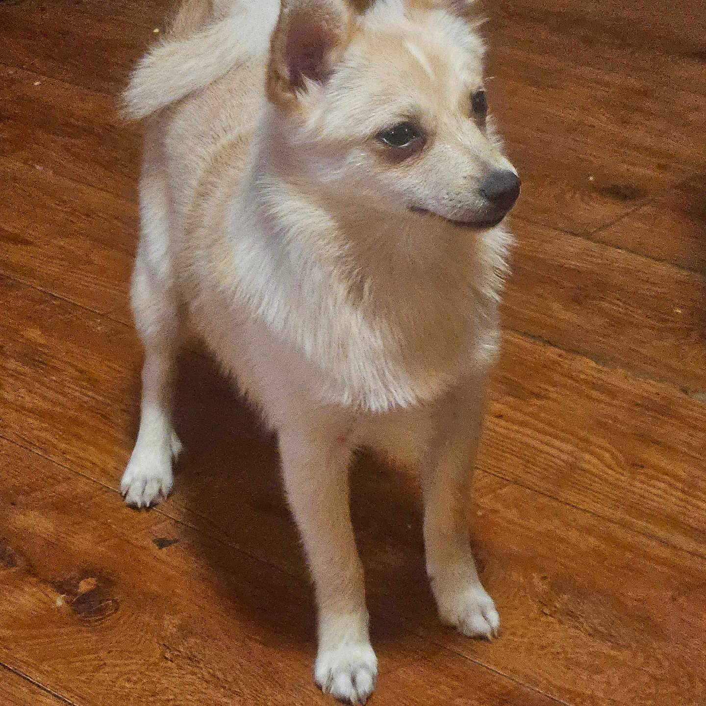 Oliver
