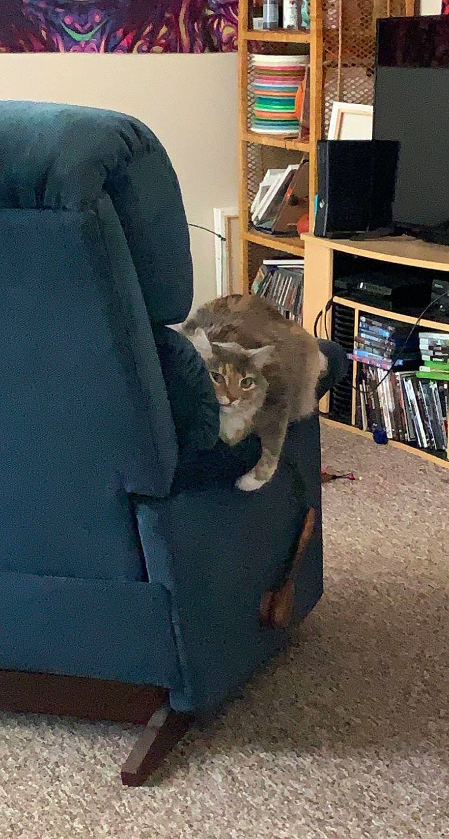 Francis is registered to the contest to win money with this photo: armrest, bookcase, carnivore, cat, chair, club_chair, comfort, couch, domestic_short_haired_cat, felidae, floor, flooring, grey, hardwood, living_room, shelf, small_to_medium_sized_cats, tail, whiskers, wood