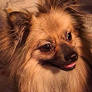 Mr.wilson joined the competition — help win amazing prizes! dog, fluffy, pet, animal, closeup, portrait, cute, furry, brown, happy, tongue_out, ears, nose, eyes, indoors, warm_lighting, friendly, mammal, companion, smiling