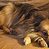 Mr.wilson is registered to the contest to win money with this photo: dog, canine, pet, sleeping, resting, couch, fur, brown, cozy, indoors, paw, snout, relaxing, companion, animal, cute, home, domestic, small_dog, laying_down