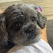 Toby is registered to the contest to win money with this photo: animal, close_up, companion, cozy, cute, dog, domestic, floor, friendly, fur, gray_fur, human_leg, indoors, looking_up, pet, portrait, relaxed, resting, snout, whiskers