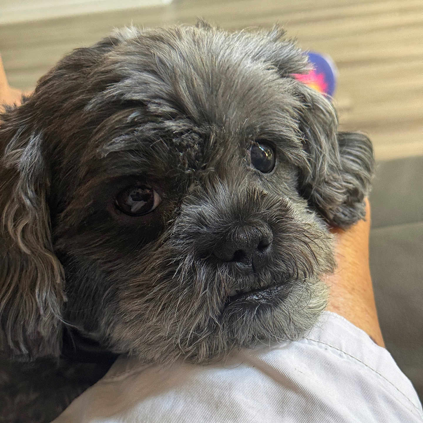 Toby is registered to the contest to win money with this photo: animal, close_up, companion, cozy, cute, dog, domestic, floor, friendly, fur, gray_fur, human_leg, indoors, looking_up, pet, portrait, relaxed, resting, snout, whiskers