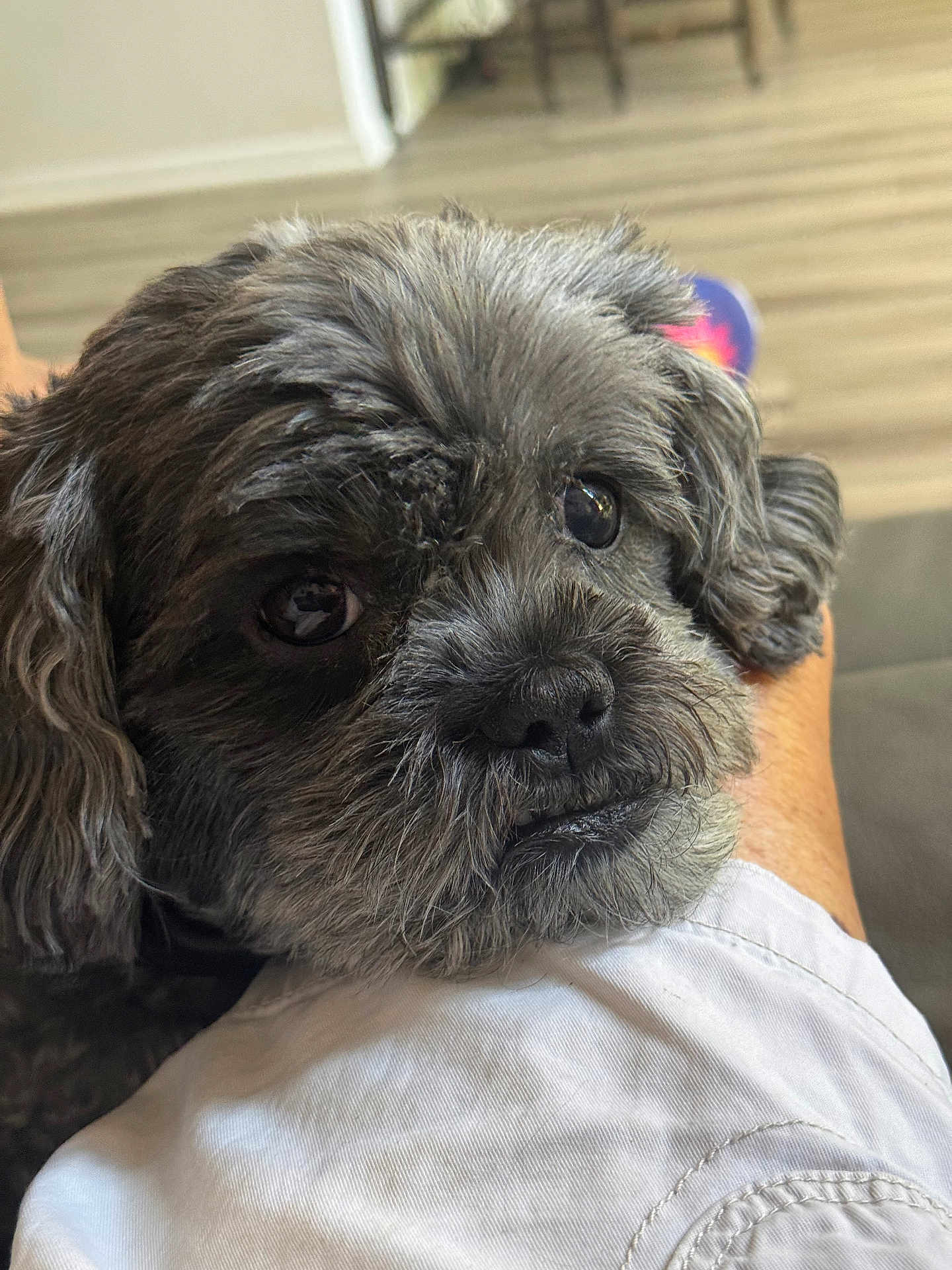 Toby