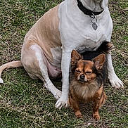 Girl And Cooper joined the competition — help win amazing prizes! dog, dogs, grass, outdoor, pets, animal, canine, friendship, two_animals, brown_dog, white_dog, small_dog, large_dog, collar, tag, nature, fur, ears, sitting, companions
