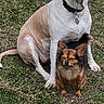 dog, dogs, grass, outdoor, pets, animal, canine, friendship, two_animals, brown_dog, white_dog, small_dog, large_dog, collar, tag, nature, fur, ears, sitting, companions