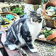 Arlo participe au concours pour gagner de l'argent avec cette photo : cat, tabby, tabby_cat, succulent, plant_pot, garden, gravel, wooden_plank, bench, green_eyes, whiskers, fur, outdoor, sitting, pottery, succulent_plant, planter, rocks, close_up, pet