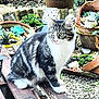cat, tabby, tabby_cat, succulent, plant_pot, garden, gravel, wooden_plank, bench, green_eyes, whiskers, fur, outdoor, sitting, pottery, succulent_plant, planter, rocks, close_up, pet