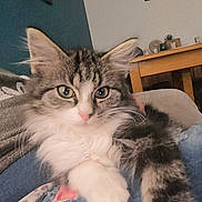 Arlo participe au concours pour gagner de l'argent avec cette photo : cat, tabby, fluffy, indoor, pet, animal, feline, closeup, lap, person, fur, whiskers, ears, eyes, table, wall_art, cozy, home, relaxing, comfort