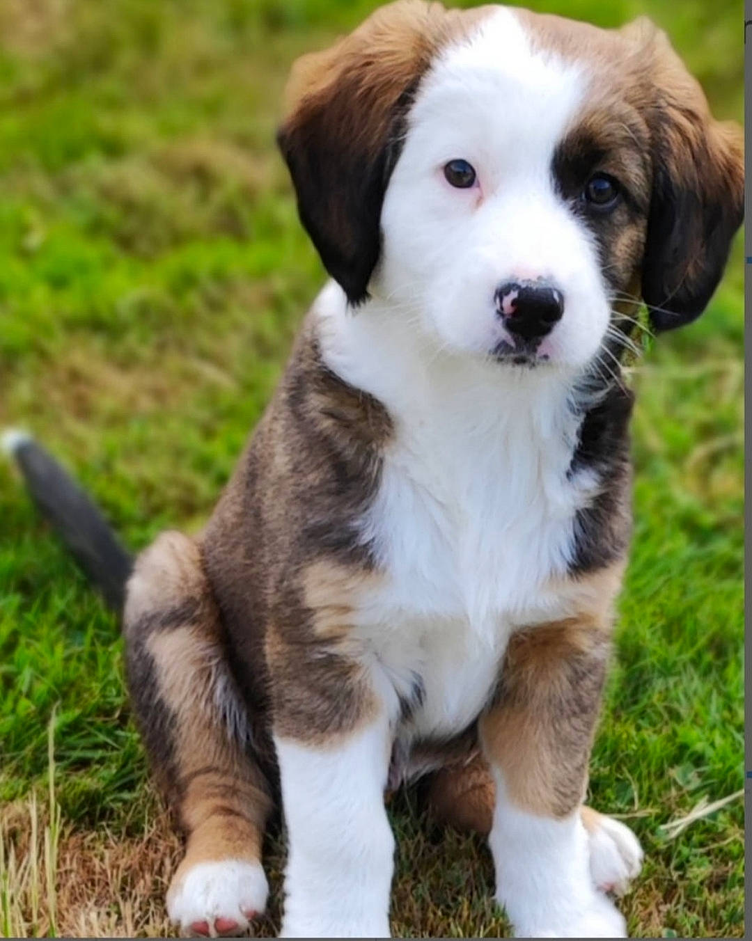 Tengo a rejoint le concours — aidez-le/la à gagner de superbes lots ! ancient_dog_breeds, canidae, carnivore, companion_dog, dog, dog_breed, fur, grass, gun_dog, herding_dog, hunting_dog, plant, puppy, snout, sporting_group, tail, terrestrial_animal, working_animal, working_dog