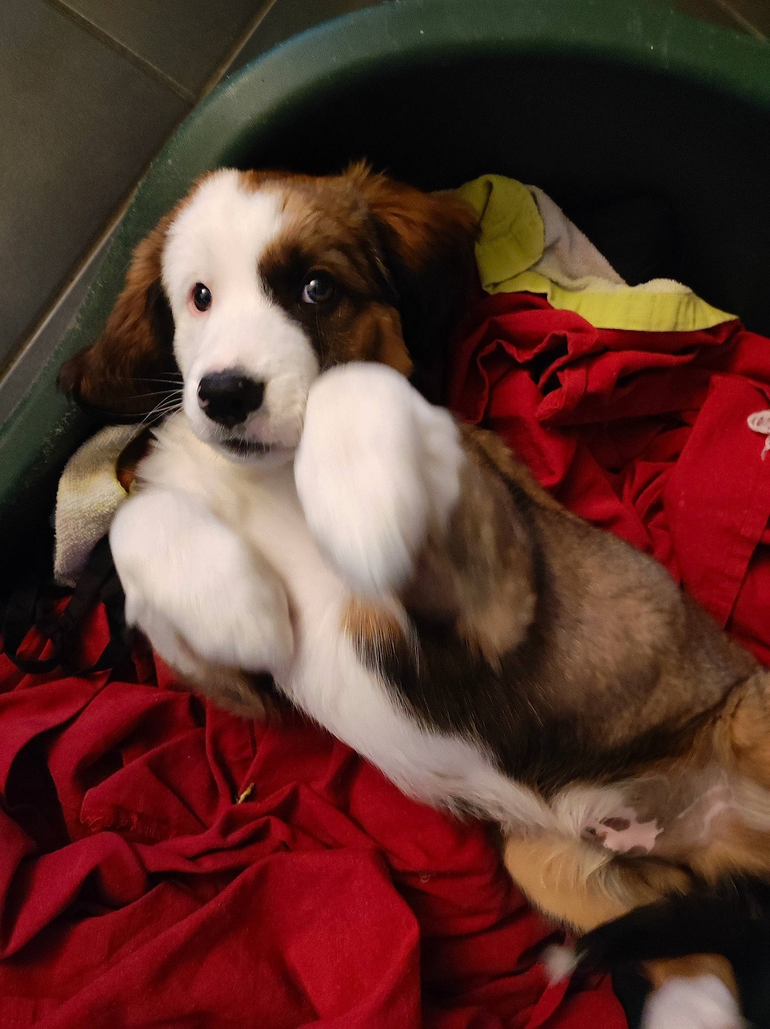 Tengo a rejoint le concours — aidez-le/la à gagner de superbes lots ! carnivore, comfort, companion_dog, couch, dog, dog_breed, dog_supply, fawn, fur, non_sporting_group, paw, pet_supply, puppy_love, spaniel, sporting_group, terrestrial_animal, toy_dog, whiskers, working_animal, working_dog