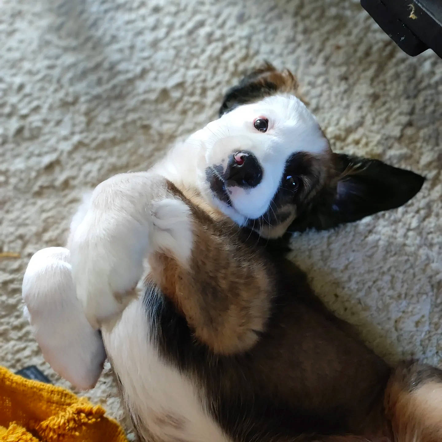 Tengo a rejoint le concours — aidez-le/la à gagner de superbes lots ! canidae, carnivore, companion_dog, dog, dog_breed, eye, fawn, fur, non_sporting_group, paw, snout, sporting_group, tail, terrestrial_animal, whiskers, working_animal