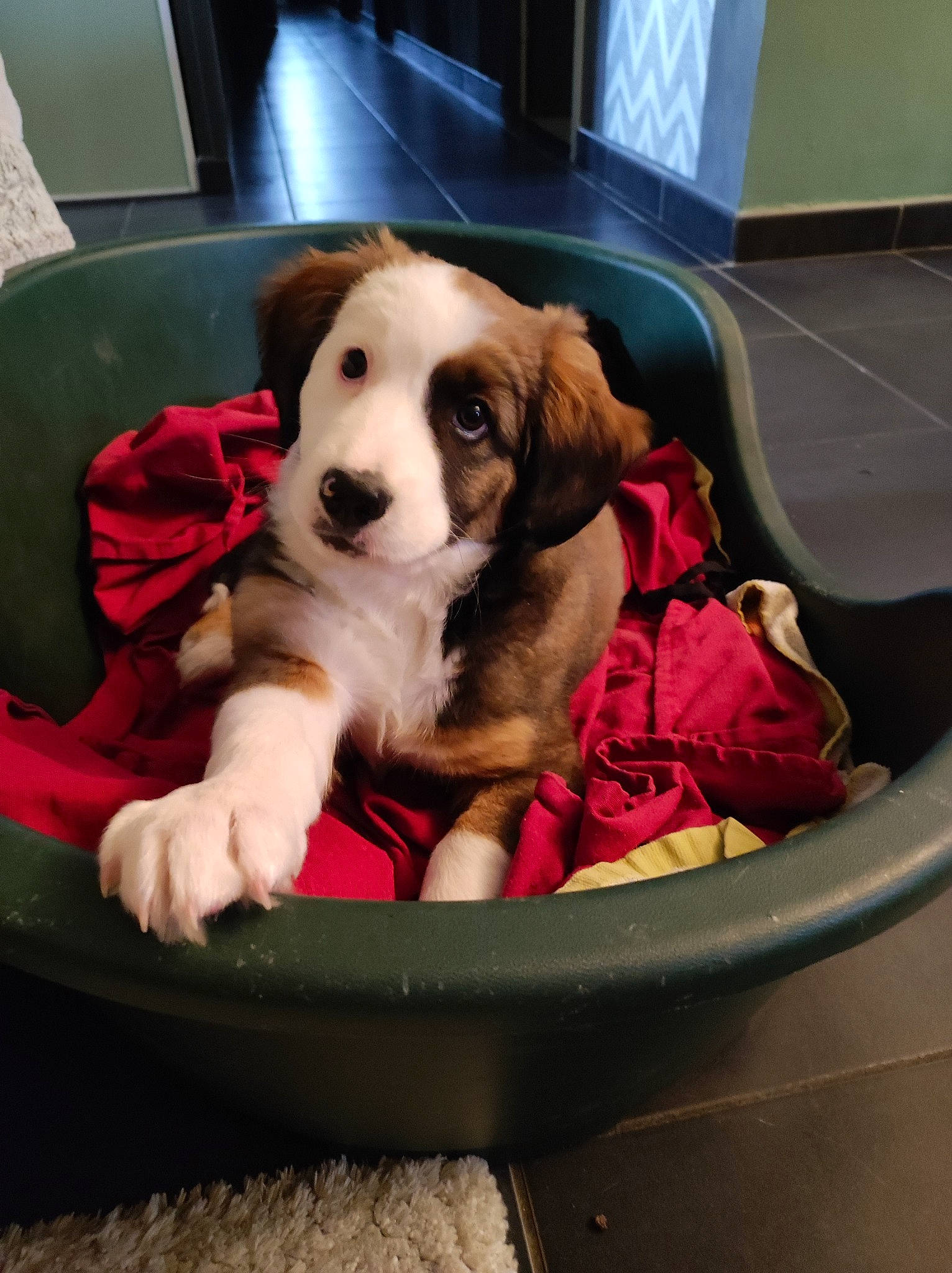 Tengo a rejoint le concours — aidez-le/la à gagner de superbes lots ! bumper, canidae, carnivore, comfort, companion_dog, couch, dog, dog_bed, dog_breed, dog_supply, fur, lap, leisure, paw, pet_supply, puppy, recreation, room, sporting_group, working_animal