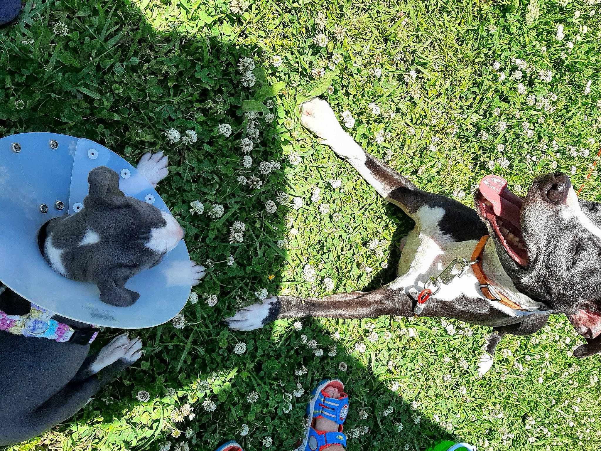 Lance joined the competition — help win amazing prizes! blue, carmine, companion_dog, dog, dog_breed, foot, garden, grass, grass_family, green, groundcover, lawn, leaf, leash, leisure, musical_instrument, plant, shrub, sporting_group, tail