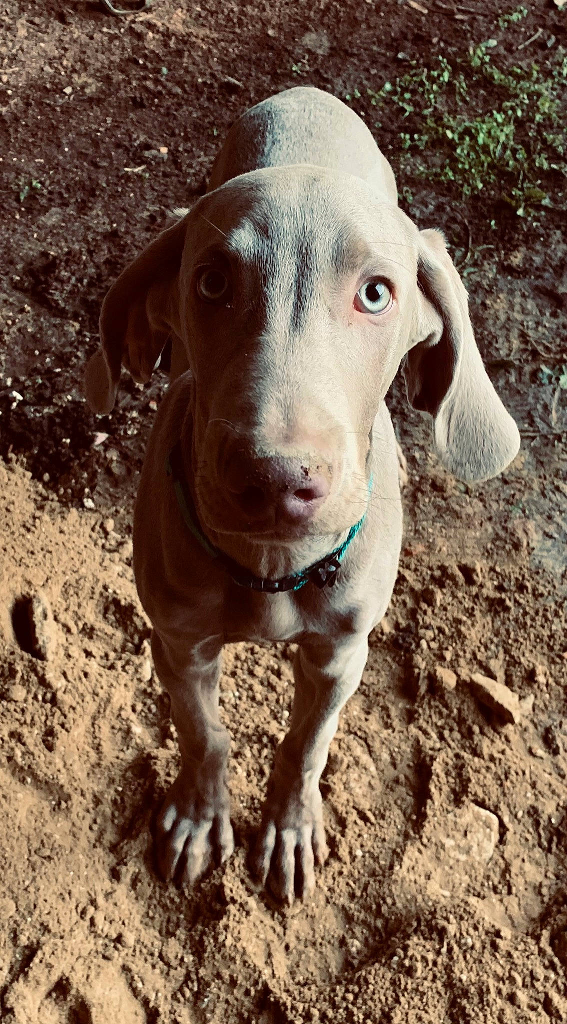 Raïly participe au concours pour gagner de l'argent avec cette photo : canidae, carnivore, companion_dog, dog, dog_breed, ear, fawn, hunting_dog, liver, livestock, pet_supply, snout, soil, sporting_group, terrestrial_animal, whiskers, wood, working_animal