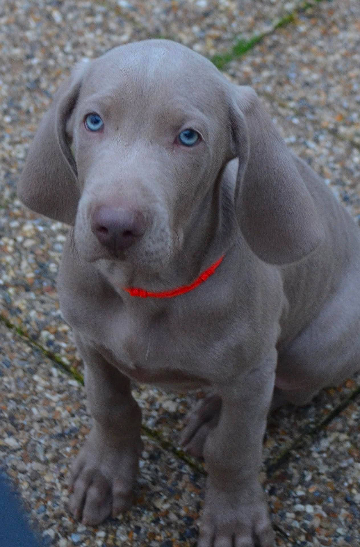 Raïly participe au concours pour gagner de l'argent avec cette photo : canidae, carnivore, collar, companion_dog, dog, dog_breed, dog_collar, fawn, grey, gun_dog, hunting_dog, liver, snout, sporting_group, terrestrial_animal, whiskers, wood, working_animal