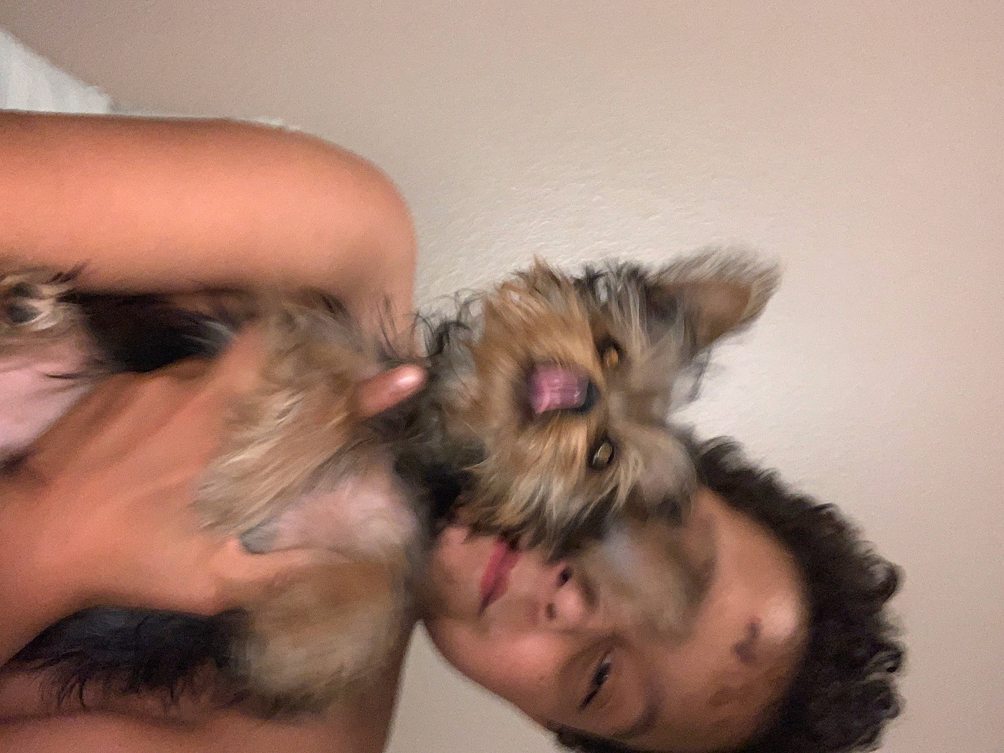 Pickle is registered to the contest to win money with this photo: beard, carnivore, companion_dog, dog, dog_breed, ear, eyelash, fawn, felidae, fun, fur, gesture, happy, paw, skin, small_to_medium_sized_cats, snout, sunglasses, toy_dog, whiskers