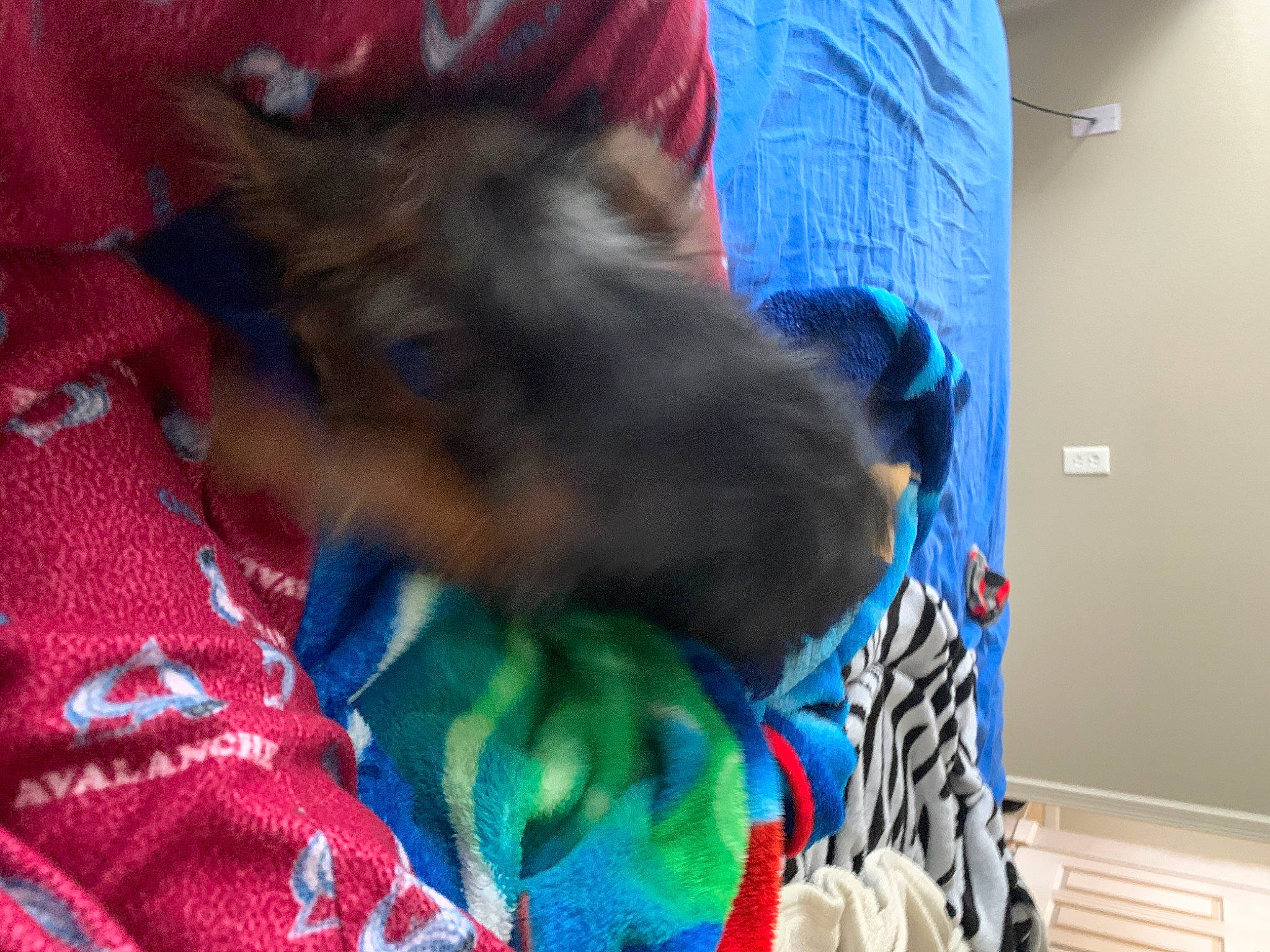 Pickle is registered to the contest to win money with this photo: canidae, carnivore, comfort, companion_dog, dog, dog_breed, dog_clothes, dog_supply, electric_blue, felidae, fun, fur, linens, nap, small_to_medium_sized_cats, snout, sporting_group, tail, toy_dog, whiskers