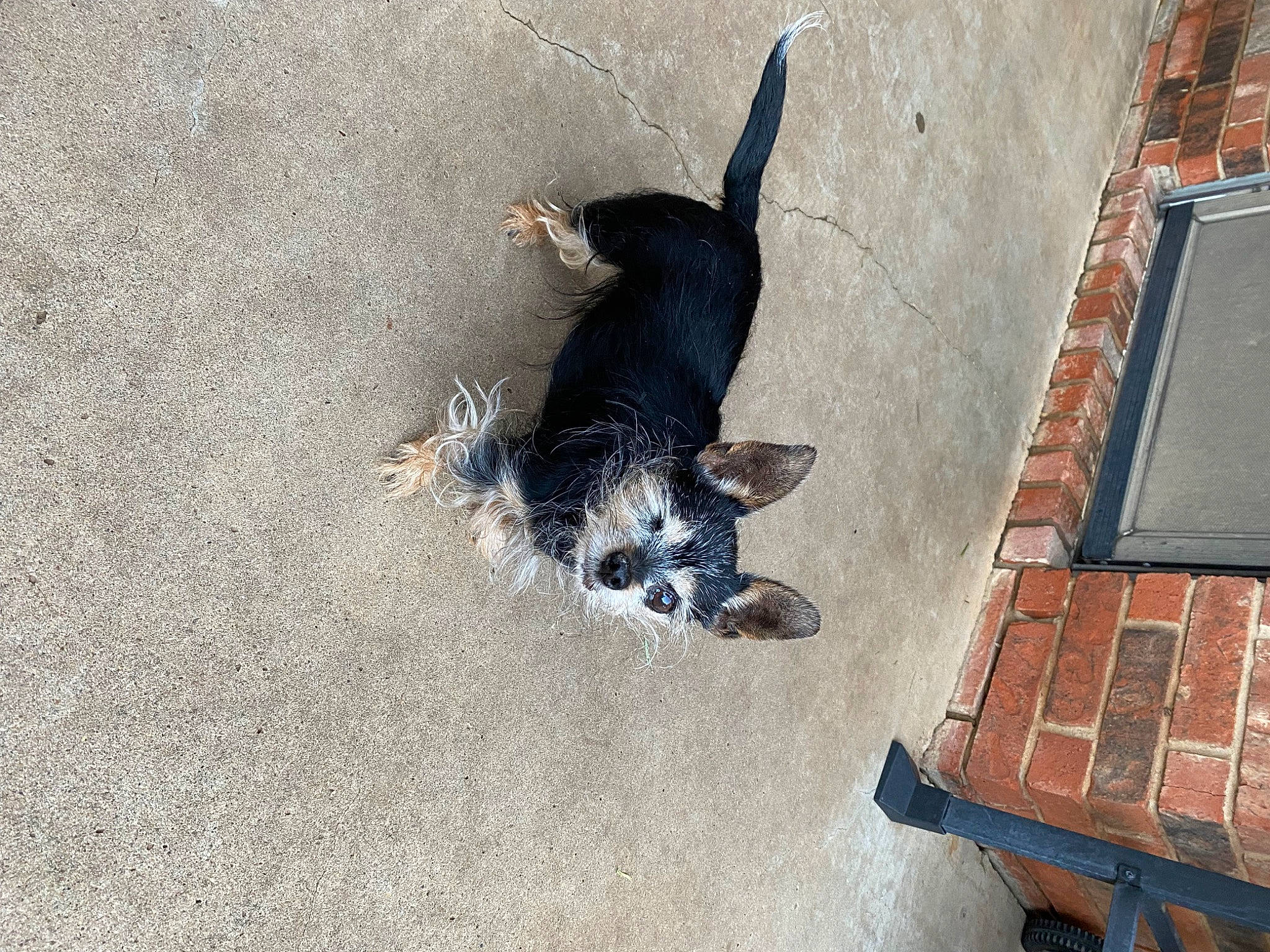 Snickers joined the competition — help win amazing prizes! asphalt, canidae, carnivore, companion_dog, concrete, dog, dog_breed, felidae, fur, paw, pet_supply, road_surface, shadow, sporting_group, tail