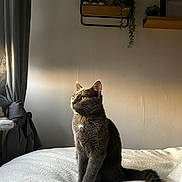 Suki a rejoint le concours — aidez-le/la à gagner de superbes lots ! cat, gray_cat, pet, animal, indoor, bed, blanket, curtain, window_light, sitting, golden_eyes, feline, cozy, home, minimalist, shelf, plant, quiet, calm, portrait