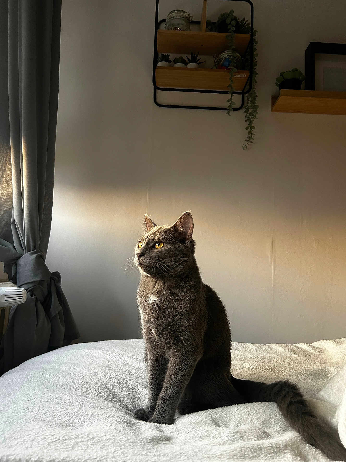 Suki