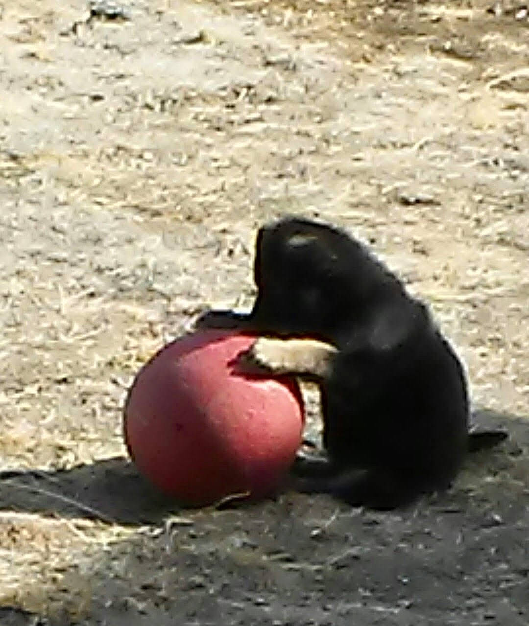 Gemmasue is registered to the contest to win money with this photo: california_sea_lion