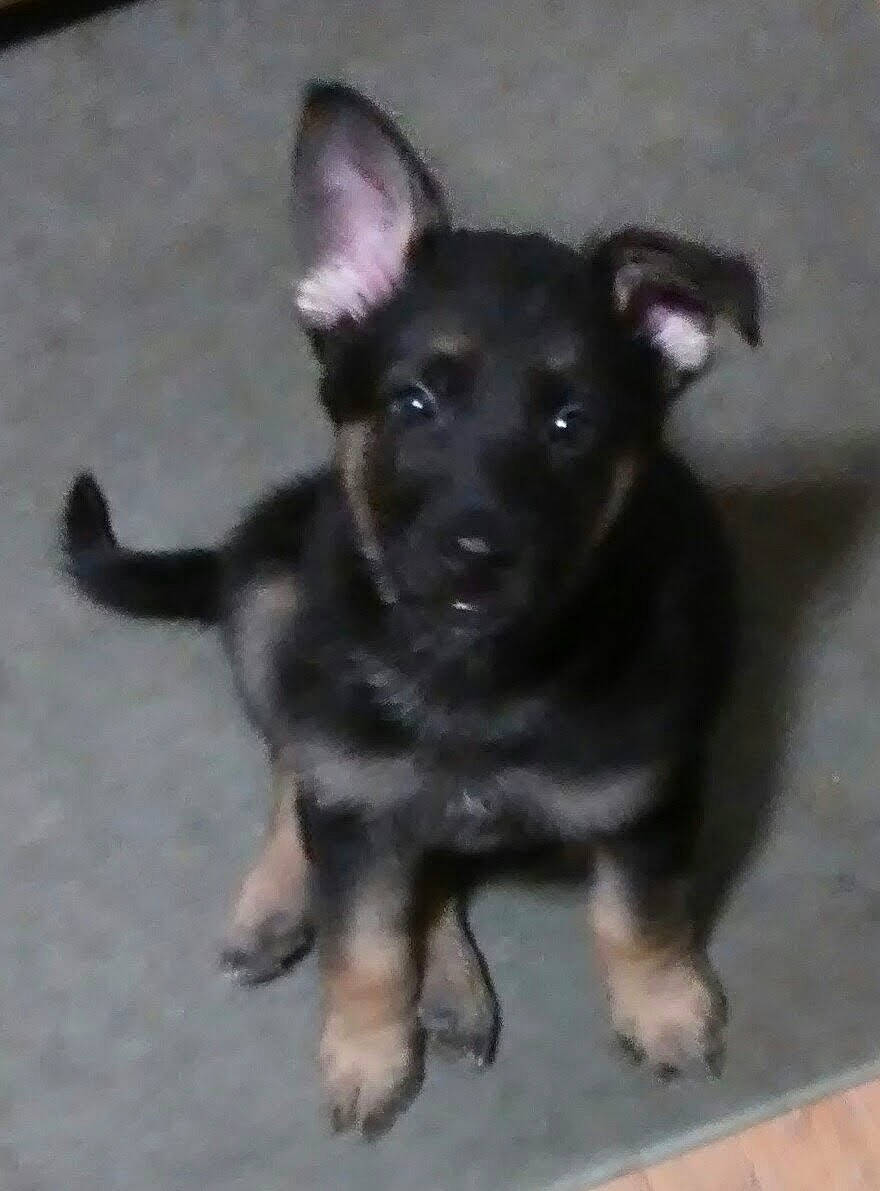 Gemmasue joined the competition — help win amazing prizes! canidae, carnivore, dog, dog_breed, german_shepherd_dog, mammal, puppy, rare_breed_dog, snout, street_dog, vertebrate, working_dog