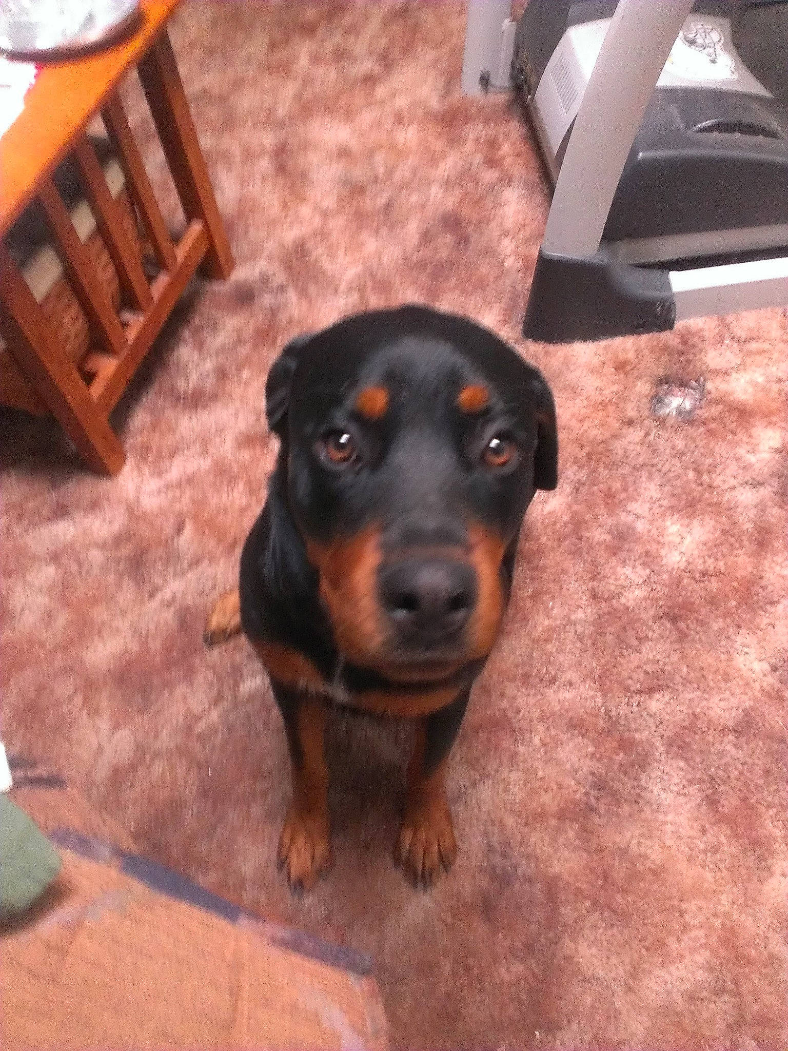 Shyanne joined the competition — help win amazing prizes! austrian_black_and_tan_hound, beauceron, canidae, carnivore, dachshund, dog, dog_breed, fawn, guard_dog, hellenikos_ichnilatis, huntaway, hunting_dog, mammal, polish_hunting_dog, puppy, rottweiler, snout, sporting_group, transylvanian_hound