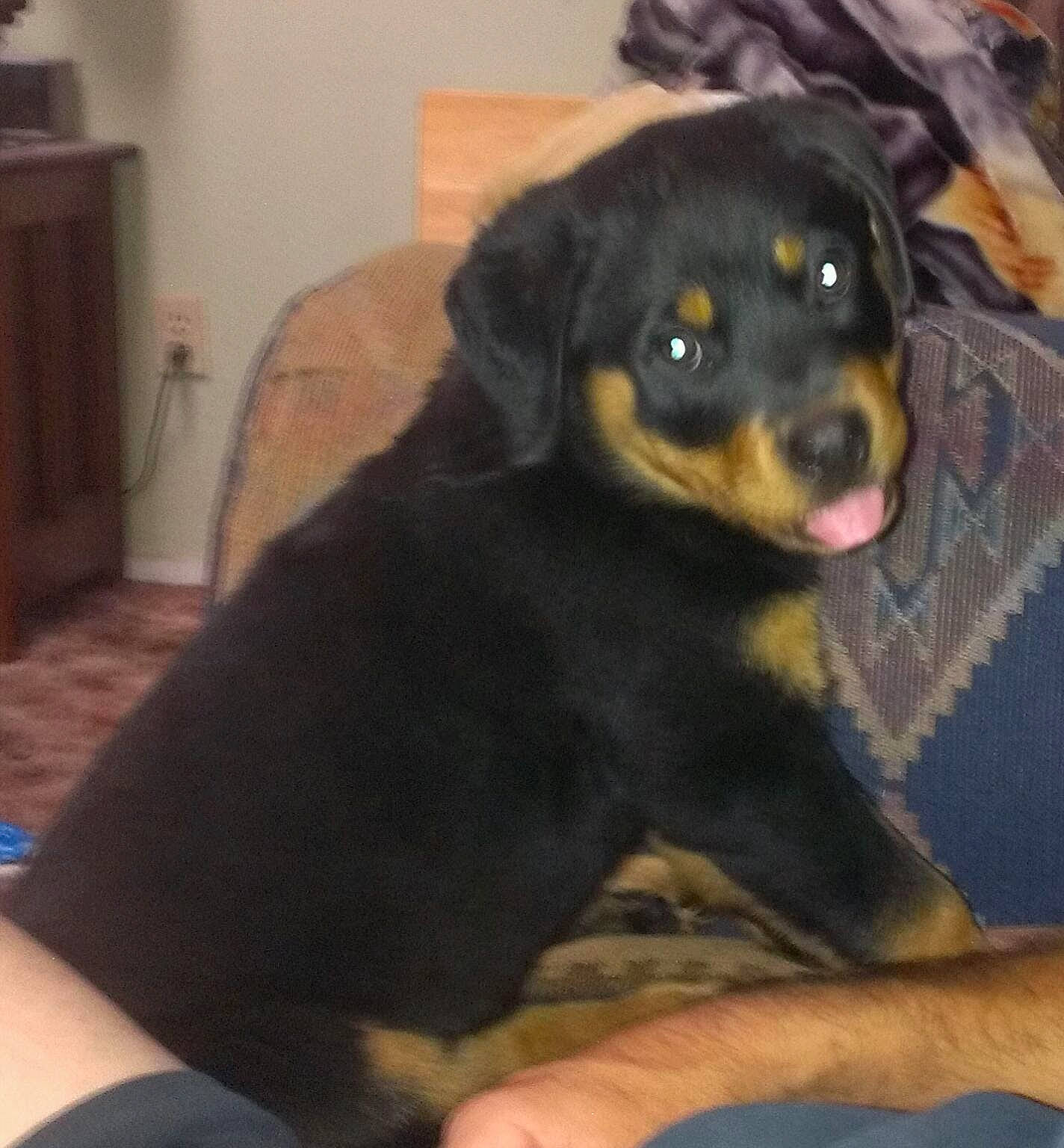 Shyanne joined the competition — help win amazing prizes! austrian_black_and_tan_hound, beauceron, black_and_tan_terrier, canidae, carlin_pinscher, carnivore, companion_dog, dog, dog_breed, guard_dog, huntaway, lithuanian_hound, mammal, puppy, rottweiler, smaland_hound, sporting_group, vertebrate, working_dog