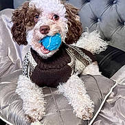 Kiki is registered to the contest to win money with this photo: animal, ball, bed, blanket, canine, comfortable, curly_fur, cute, dog, fur, home, indoor, pet, pillow, playful, resting, snuggly, stuffed_toy, sweater, toy