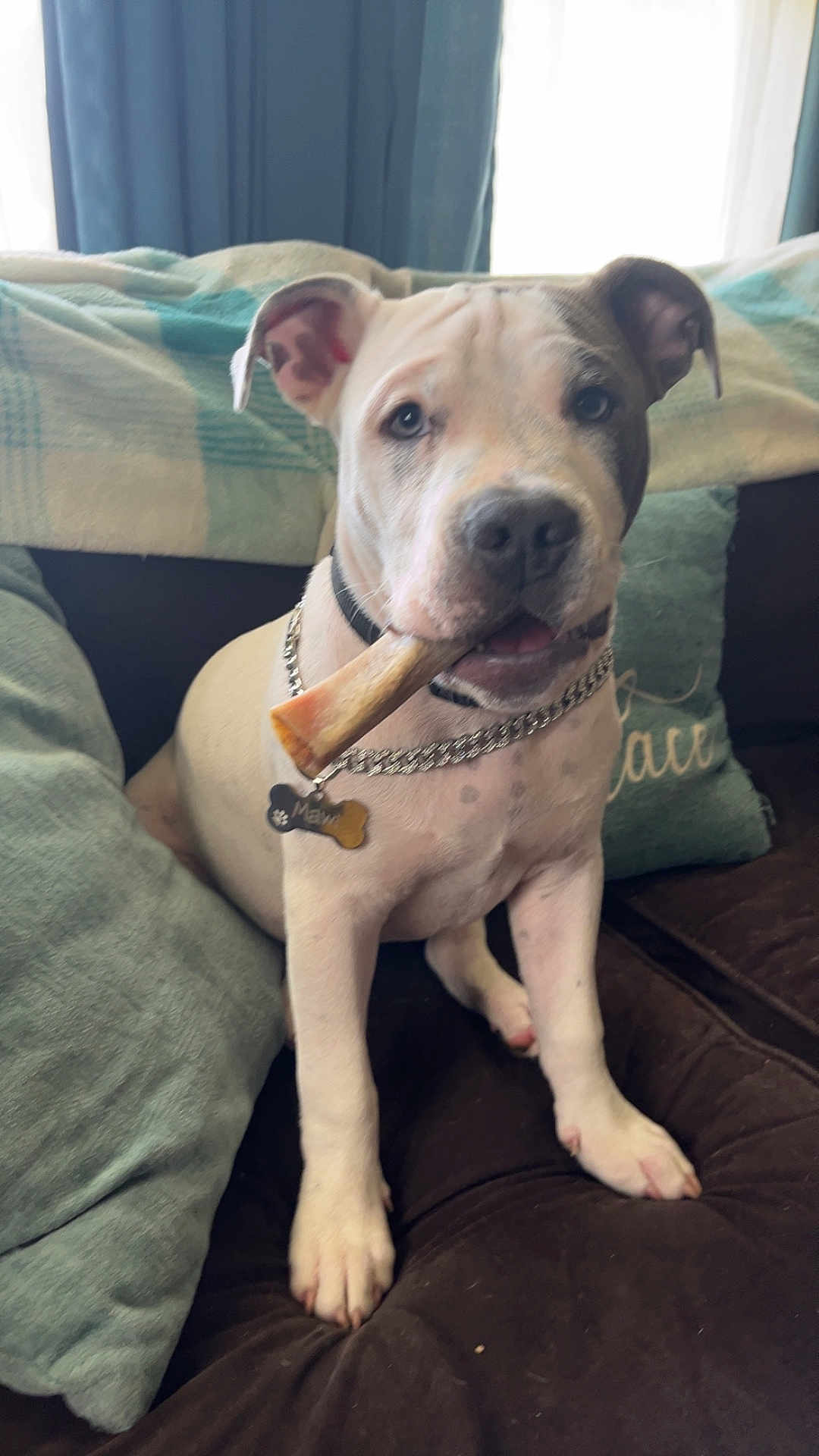 Mawi joined the competition — help win amazing prizes! dog, bone, collar, chain, couch, pillow, blanket, indoor, pet, canine, sitting, fur, ears, face, nose, paw, comfort, home, domestic, cute