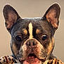 animal, black, brown, close_up, curious, cute, dog, ears, expressive, face, french_bulldog, indoor, looking, paws, pet, portrait, resting, snout, tongue, white