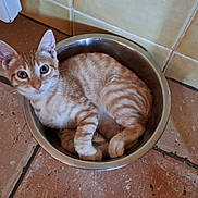 Bb a rejoint le concours — aidez-le/la à gagner de superbes lots ! animal, cat, curious, cute, domestic_cat, ears, feline, floor, fur, indoor, kitten, looking_up, metal_bowl, orange_tabby, paws, pet, resting, small, tile_floor, whiskers