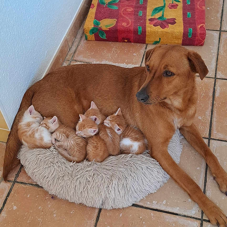 Simba